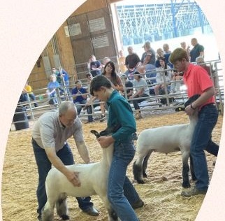 4 H Livestock Judging March 26th Fleming County Extension Office